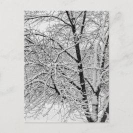 Postal Tormenta de ventisca invernal Árbol nevado Fotogra