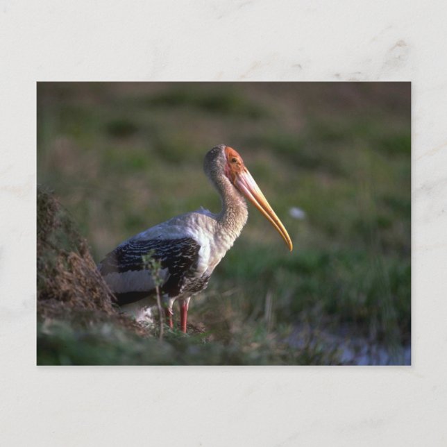 Postal Tormenta pintada para adultos (Anverso)