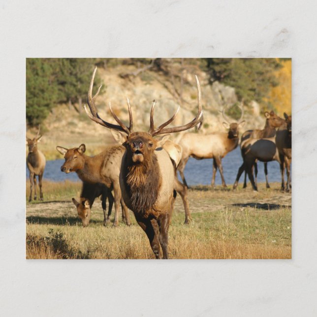 Postal toro (Anverso)