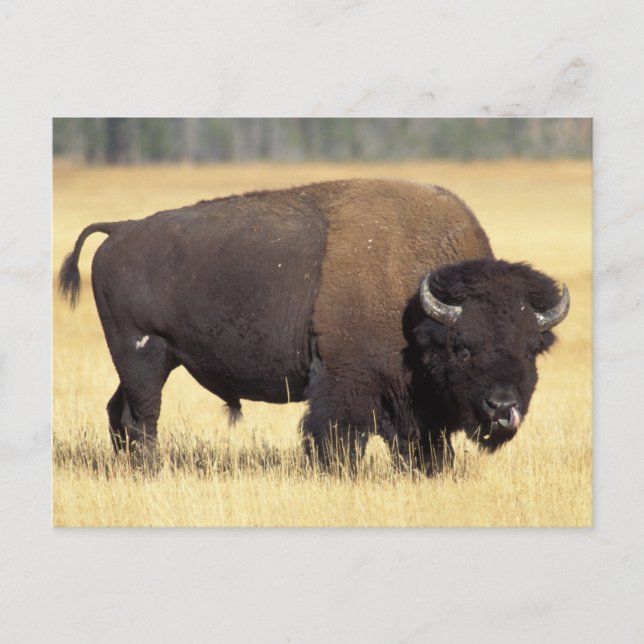 Postal Toro de Bison en Yellowstone National (Anverso)