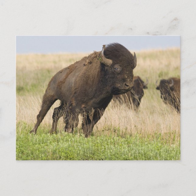 Postal Toro de bisonte joven y fogoso en Tallgrass (Anverso)