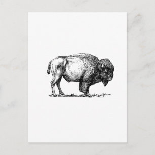 Postal toro de búfalo beefy