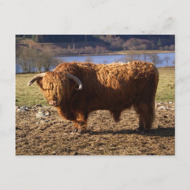 Postal Toro de ganado Highland, Escocia (Anverso)