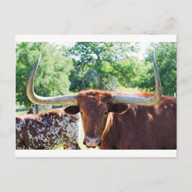 Postal Toro Longhorn de Texas magnífico (Anverso)