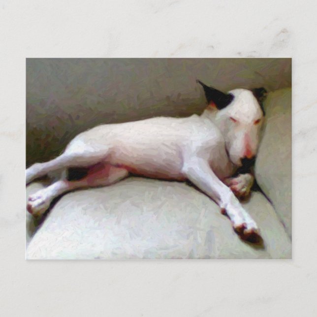 Postal Toro Terrier inglés (Anverso)