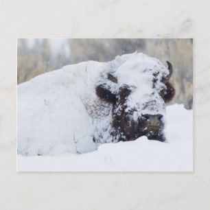 Postal Toros de bisonte, abrigo de invierno