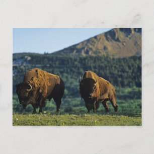 Postal Toros de bisonte en el Parque Nacional Waterton La