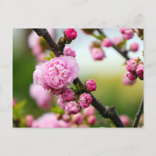 Postal Toros de flores de cerezo rosado