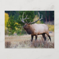 Toros y árboles de Aspen | Parque Nacional Montaña