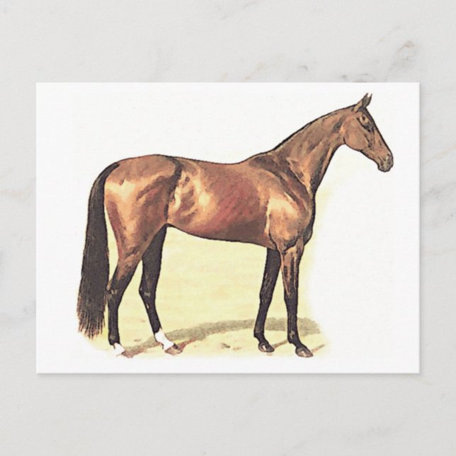 Postal Toroughbred (Anverso)