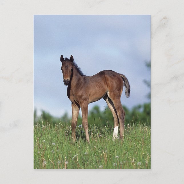 Postal Toroughbred Foal Standing in the Grass (Anverso)