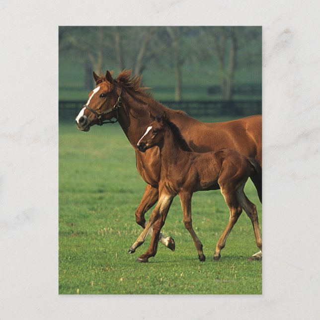 Postal Toroughbred Mare & Foal 3 (Anverso)