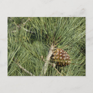 Postal Torrey Pine Closeup California Botanical