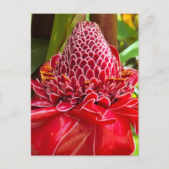 Postal Torsión Ginger (Anverso)