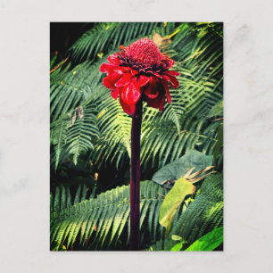 Postal Torsión Ginger
