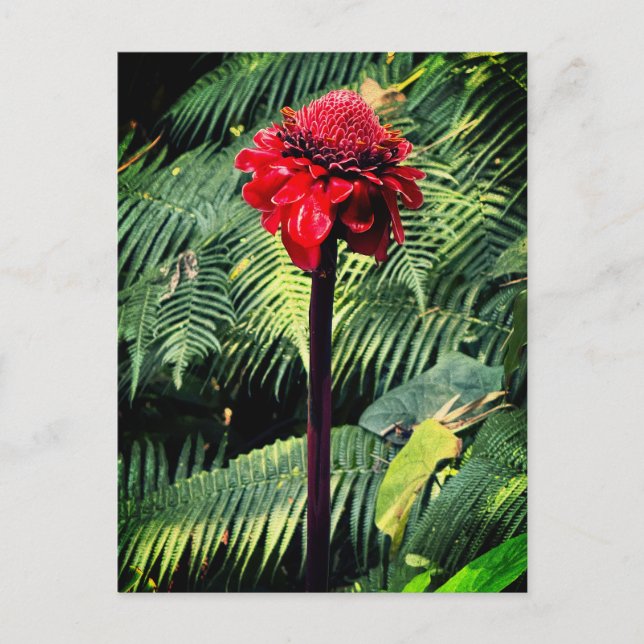 Postal Torsión Ginger (Anverso)