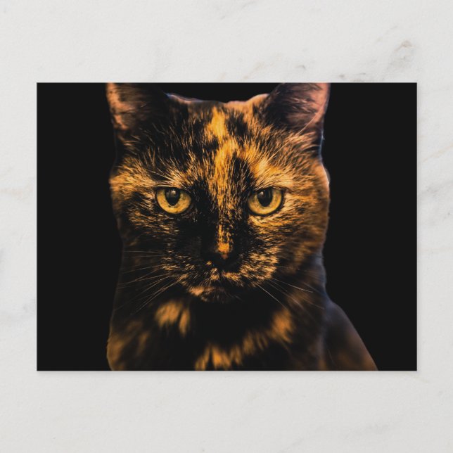 Postal Tortie Cat Love Design #2 (Anverso)