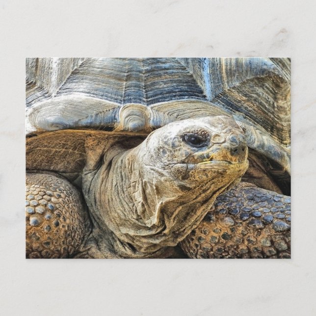 POSTAL TORTOISE (Anverso)