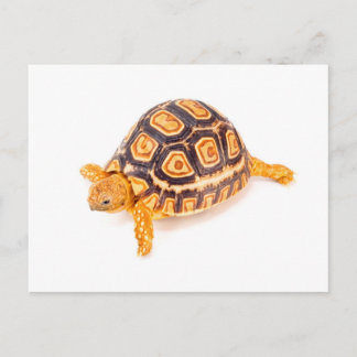 Postal Tortoise