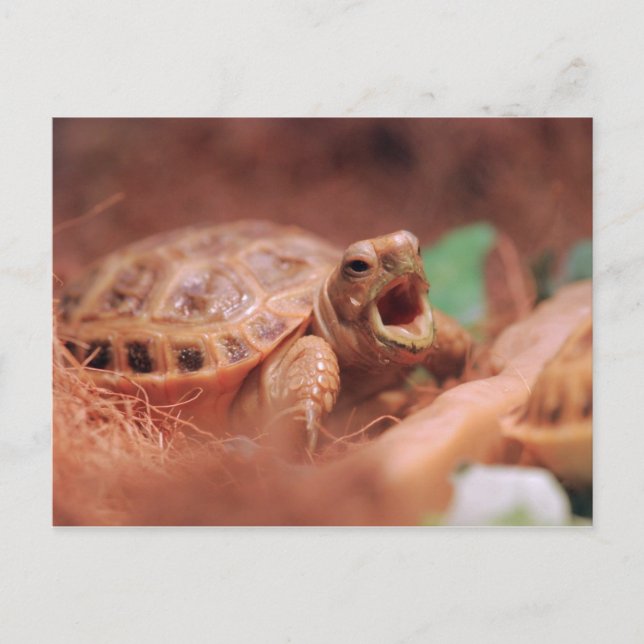 Postal Tortoise (Anverso)