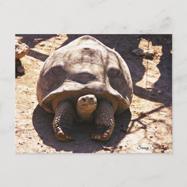 Postal Tortoise africana (Anverso)