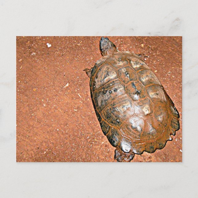 Postal Tortoise camina sobre suelo marrón (Anverso)