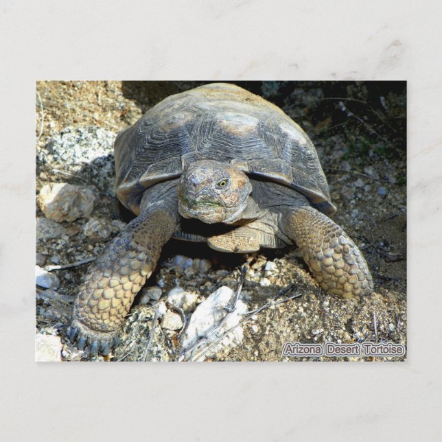 Postal Tortoise de Arizona (Anverso)