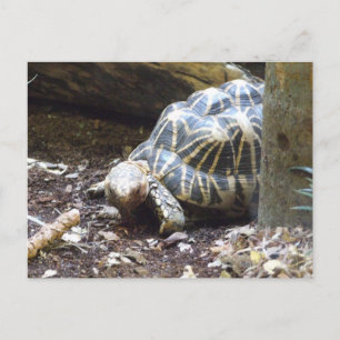 Postal Tortoise de Star