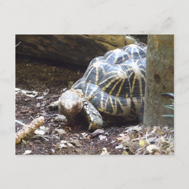 Postal Tortoise de Star (Anverso)