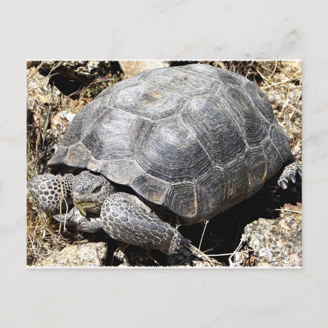 Postal Tortoise del desierto (Anverso)