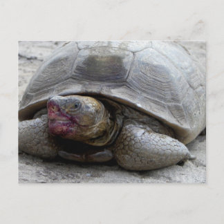 Postal Tortoise del desierto