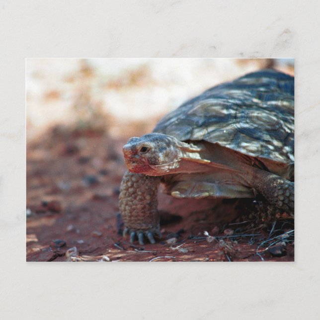 Postal Tortoise del desierto (Anverso)