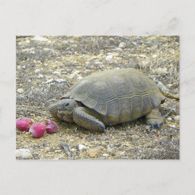Postal Tortoise del desierto (Anverso)