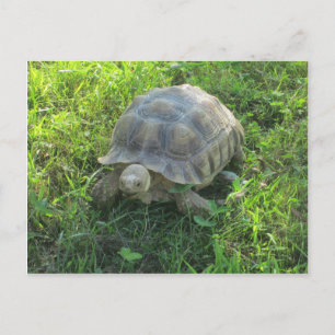 Postal Tortoise en hierba