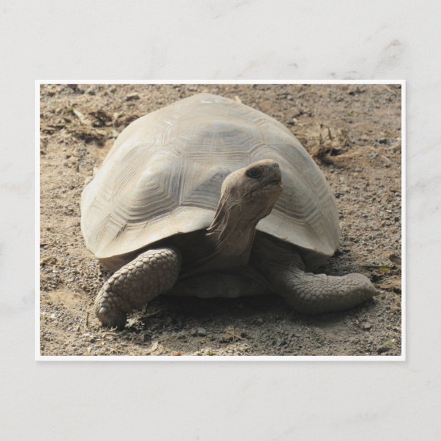 Postal tortoise galápagos (Anverso)