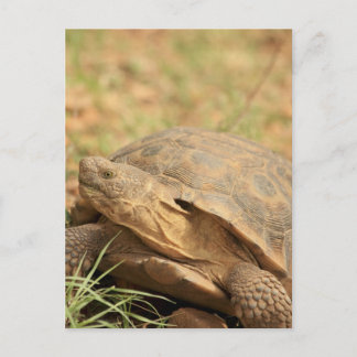 Postal Tortoise Sonoran Desert