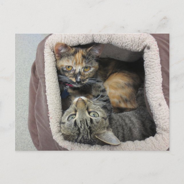 Postal Tortoiseshell & Tabby Cats (Anverso)