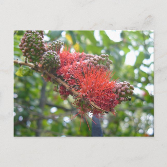 Postal Tortola Flowers (Anverso)