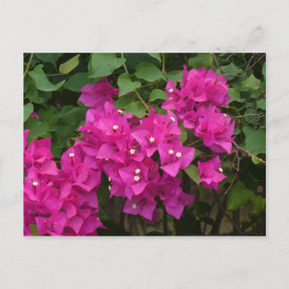 Postal Tortola Flowers