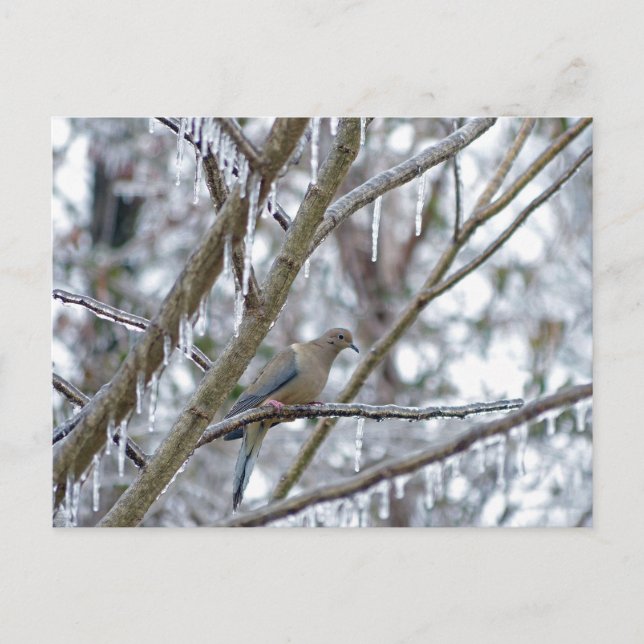 Postal Tórtola Huilota (Anverso)