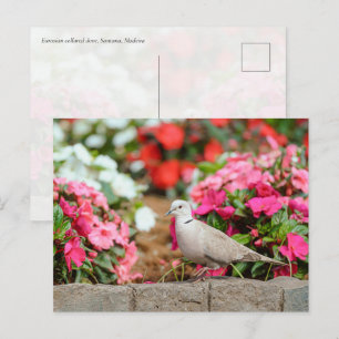 Postal Tórtola turca en el jardín de Santana, Madeira