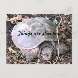 Postal Tortuga