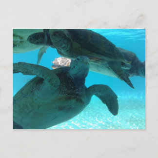 Postal tortuga