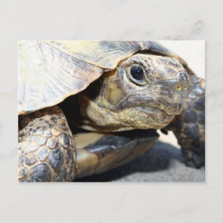Postal Tortuga