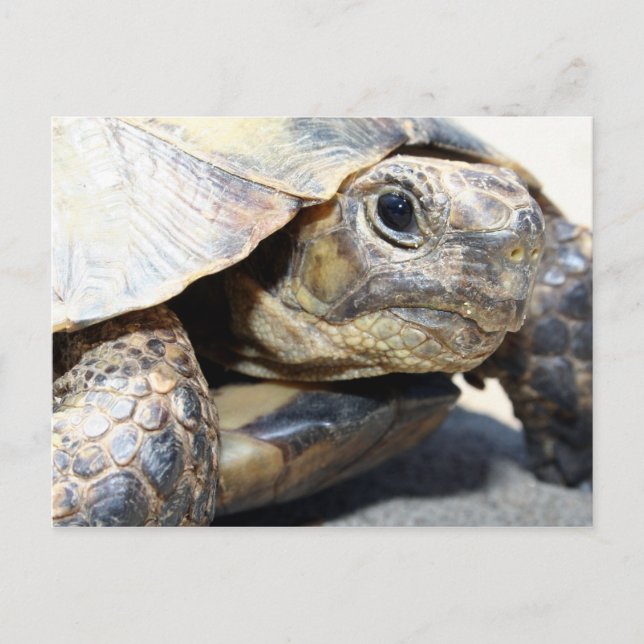 Postal Tortuga (Anverso)
