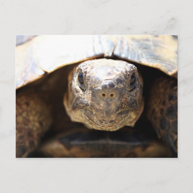 Postal Tortuga (Anverso)