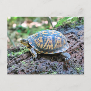 Postal Tortuga