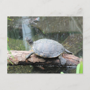 Postal Tortuga