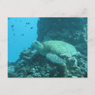 Postal Tortuga