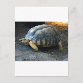 Postal tortuga